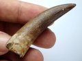 Фосилен зъб на Плезиозавър Zafarasaura Oceanis - Късна Креда (66 - 105.5 Ма), снимка 2