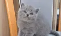 Британско коте женско, снимка 3