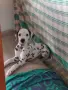Далматинци.Домашни любимци,Кучета, снимка 2