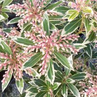 Пиерис-(pieris japonica)(4-сорта), снимка 2 - Градински цветя и растения - 32197304