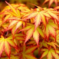 ЯПОНСКИ КЛЕН , ОРАНЖЕВ- ACER PALMATUM ‘ORANGE DREAM’, снимка 2 - Разсади - 37418756