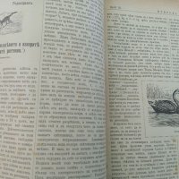 Списание Природа,1896г,печати, снимка 9 - Антикварни и старинни предмети - 37780277