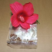 Китайска роза - семена, снимка 1 - Стайни растения - 42756278