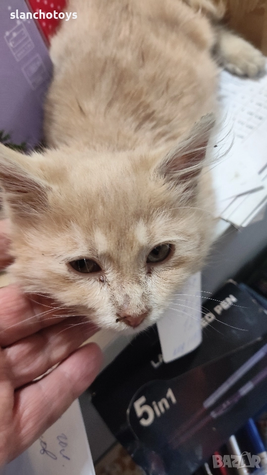 Подаряваме малко коте,на около месец, снимка 1