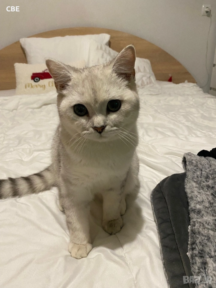 Продавам мъжка късокосместа  чинчила , снимка 1