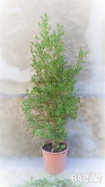 Растение НАР в саксия, височина около 145 см., снимка 1