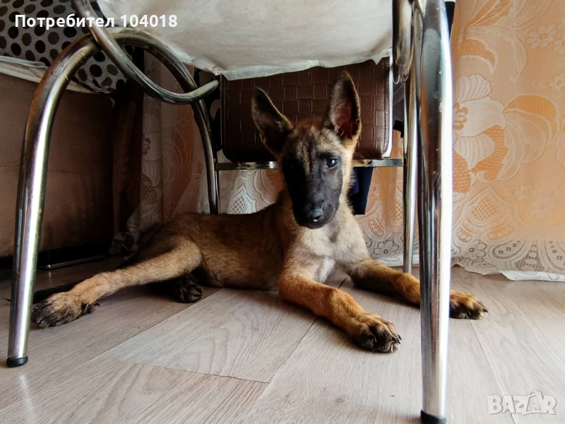 белгийски белгийска малиноа, снимка 1