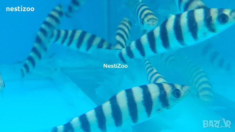 Лепоринус, снимка 1