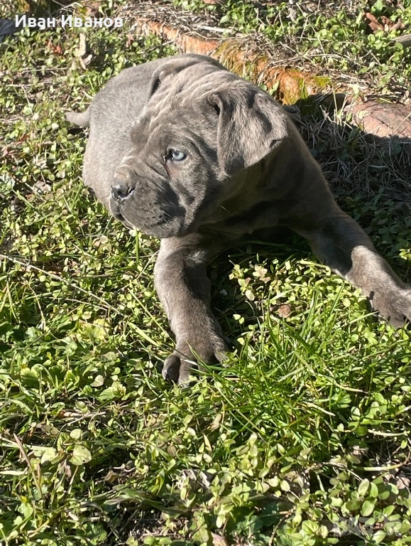 Кане Корсо, снимка 1