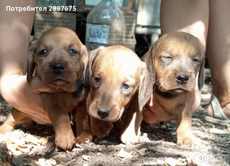 Грубокосмест дакел, снимка 1