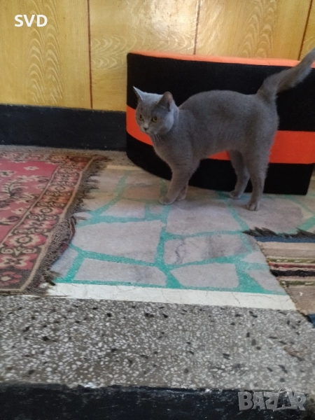 Британска Късокосместа , снимка 1