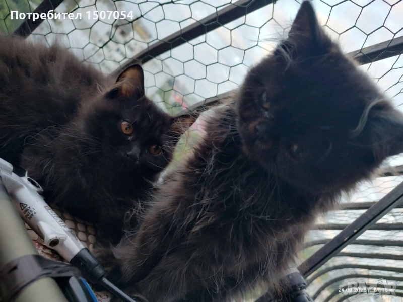 Персийско коте, снимка 1