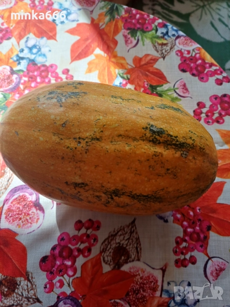 Семена за тиква спагити , снимка 1