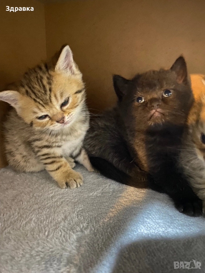 Британски късокосмести котенца, снимка 1