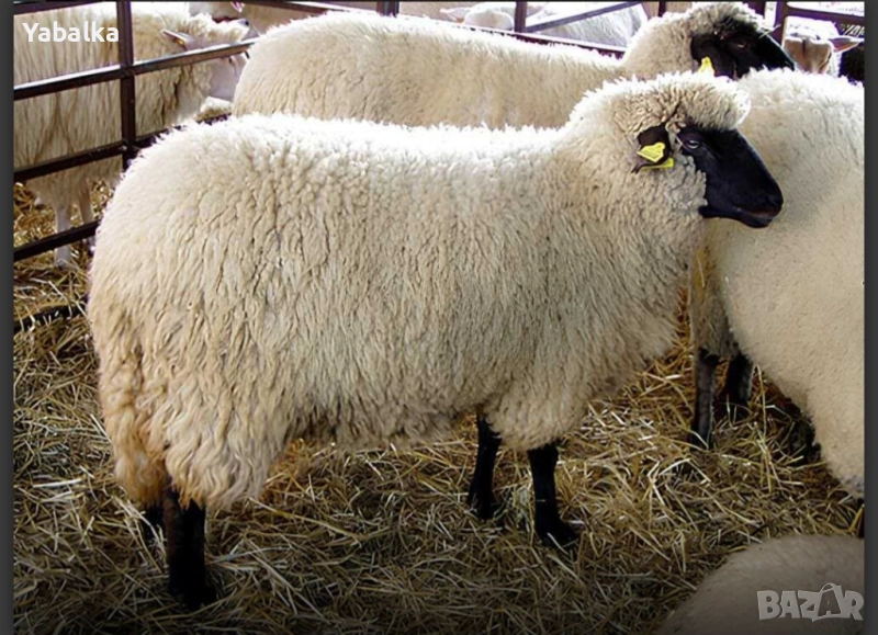 Продавам стадо овце цигай бременни, снимка 1