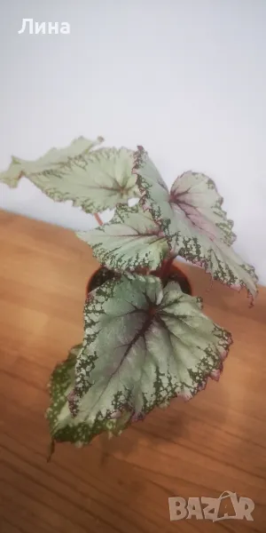 Бегония рекс "Асиан Тундра" (Begonia Rex "Asian Tundra") , снимка 1