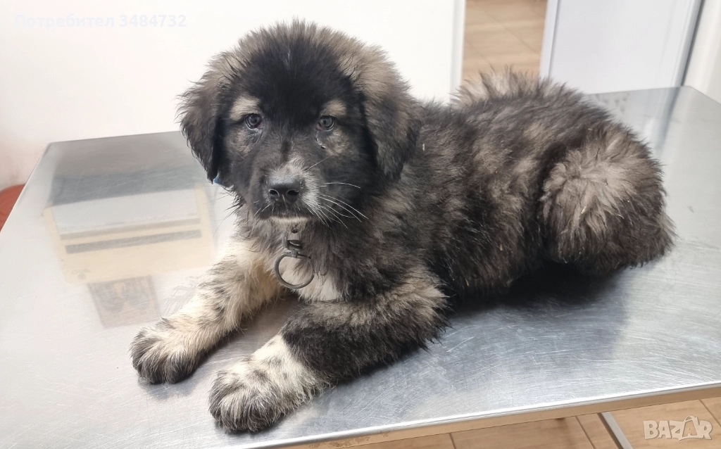 Българско овчарско мъжко, снимка 1