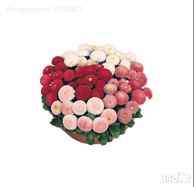 ❤️☀️❤️ Парички/Bellis/Tasso, снимка 1