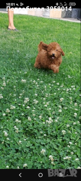 Той пудел , снимка 1