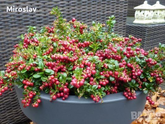 Боровинка(Червена Перла), снимка 7 - Градински цветя и растения - 40307152