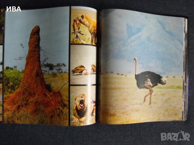 Африканската жизнена среда /на немски език/., снимка 3 - Енциклопедии, справочници - 36605213