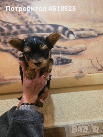 Йоркширски териери , снимка 3 - Йоркширски териер - 53220749