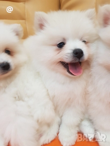 Померан померанчета снимки от днес 13.12.2025г Гр. София , снимка 13 - Померан - 52775963