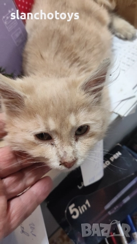 Подаряваме малко коте,на около месец