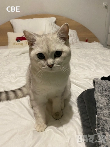 Продавам мъжка късокосместа  чинчила 