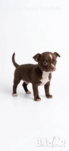 Уникално шоколадово момче