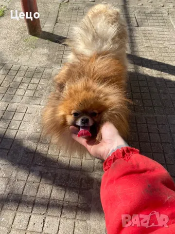 Померан за разплод | babby doll , снимка 6 - Померан - 45344847