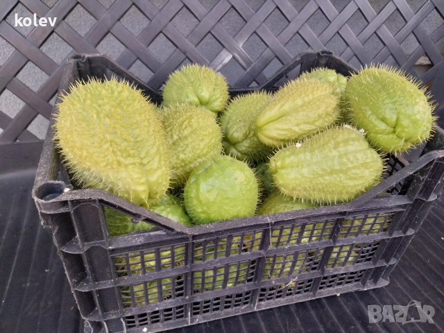 Чайот/ Мексиканска краставица , снимка 5 - Разсади - 52323905