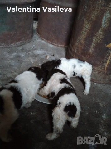 Три женски лагото романьоло, снимка 3 - Други - 54351690