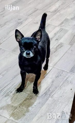 Мъжки мини чихуахуа за разплод, снимка 2 - Чихуахуа - 47348417