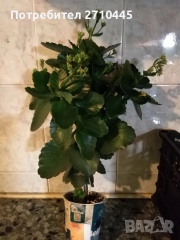 Каланхое, голямо, снимка 2 - Стайни растения - 52909393