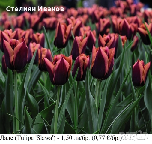 СОРТОВИ ЛАЛЕТА – ЛУКОВИЦИ - част 1, снимка 2 - Сортови семена и луковици - 52372815