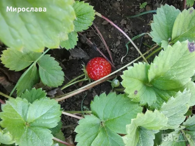 Разсад / Корени ароматна домашна ягода на гол корен (стар родовит сорт), снимка 2 - Разсади - 56113872