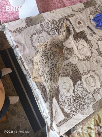 Препариран женски фазан, снимка 3 - други­ - 50559119