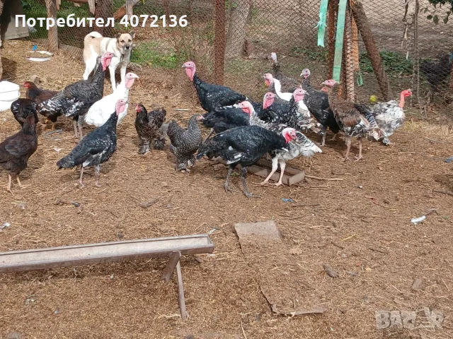 Млади мисирки на 6 месеца, снимка 2 - Кокошки и пуйки - 56546160