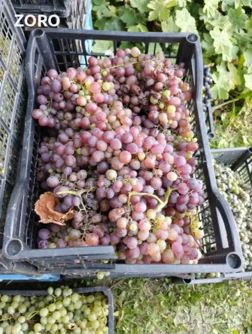 Продавам грозде за вино или ракия