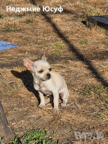 Продавам мъжко чихухуа, снимка 3 - Чихуахуа - 54360118