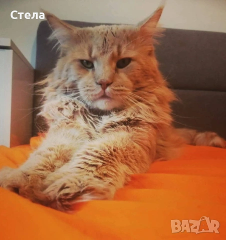 Предлагаме котенца Мейн Куун , снимка 2 - Мейн кун - 54138705