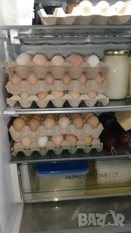 Яйца Домашни