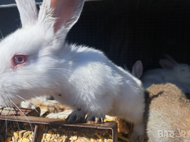Продава зайци, снимка 3 - Други животни - 54308777