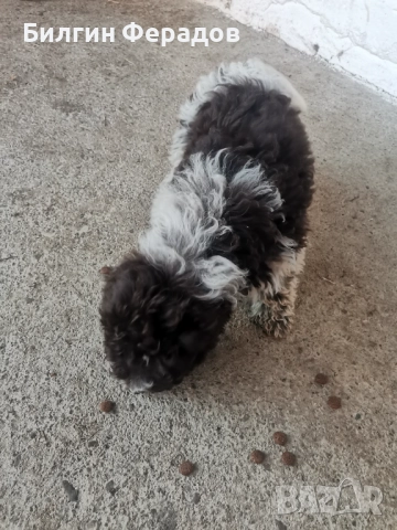 Малко кученце лагото романьоло 