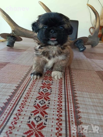 Пекинез , снимка 7 - Пекинез - 52281331