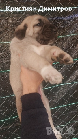 Продават се .Чистокръвни кангалчета ., снимка 9 - Кангал - 52367410