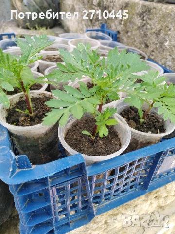 Тагетис, турта, расад, снимка 2 - Градински цветя и растения - 50663324