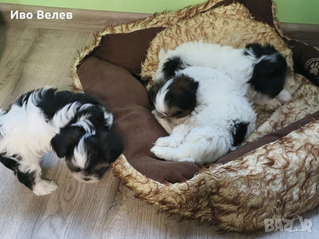 Йорки Йоркширски териер Бивер, снимка 8 - Йоркширски териер - 54351013