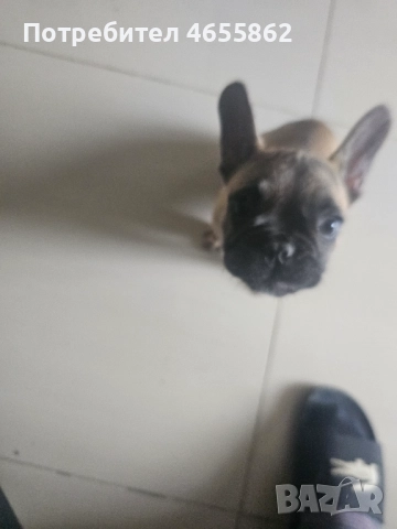 Френски съкровища търсят любящи стопани, снимка 17 - Френски булдог - 52474199